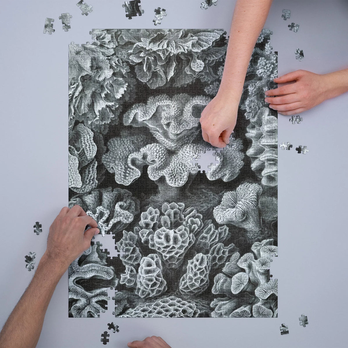 Size 19x27, Challenging and in Made Family, USA) Haeckel, Ernst for Hexacoralla Adults (1000 Puzzle Jigsaw Puzzle, Piece