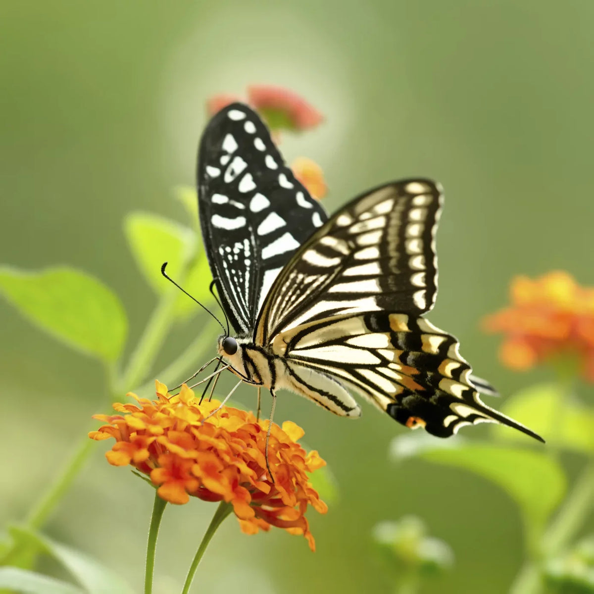 Definition SonyCyber-shot Filter High Close-Up Multi-Element Lens / Lens (Includes (Macro) 10x Adapter) VI DSC-RX100