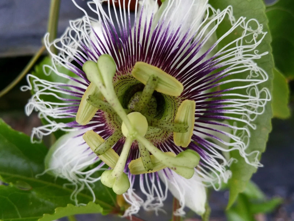 ~Passiflora ~POSSUM PURPLE Passion Plant edulis~ Starter Self Fruit~Live Fertile