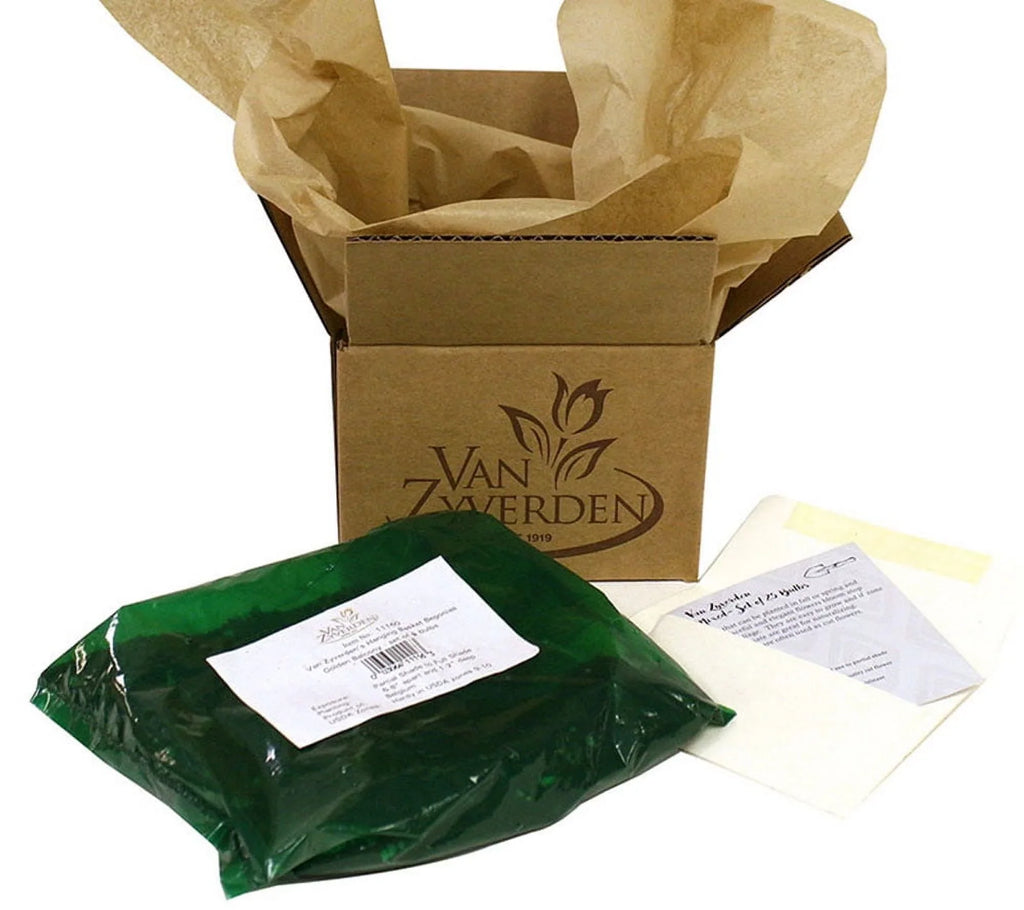 Jos Set lb Blue Holly Sun Pollinator Perennial Plant 3 Van Sea Eijking of Roots Zyverden Full 1