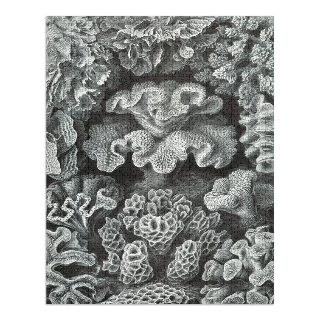 Size 19x27, Challenging and in Made Family, USA) Haeckel, Ernst for Hexacoralla Adults (1000 Puzzle Jigsaw Puzzle, Piece