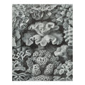 Size 19x27, Challenging and in Made Family, USA) Haeckel, Ernst for Hexacoralla Adults (1000 Puzzle Jigsaw Puzzle, Piece