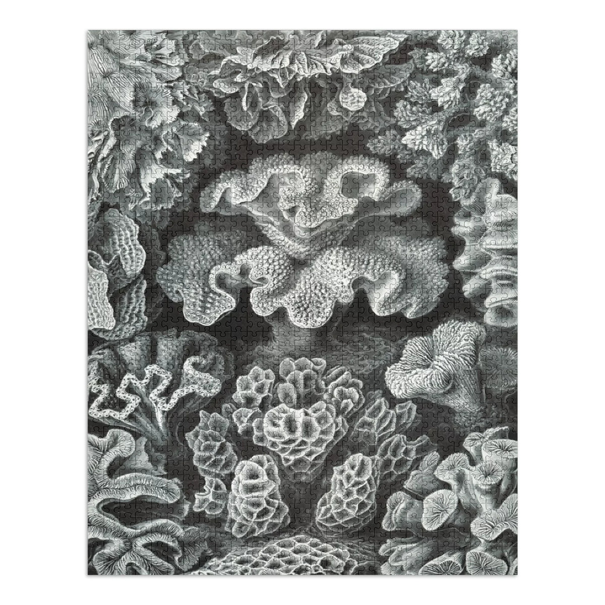Size 19x27, Challenging and in Made Family, USA) Haeckel, Ernst for Hexacoralla Adults (1000 Puzzle Jigsaw Puzzle, Piece