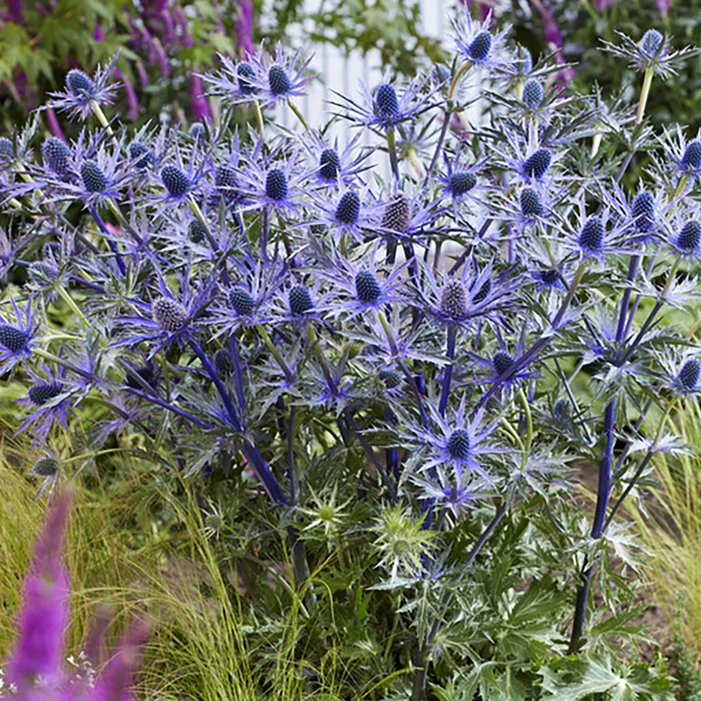 Jos Set lb Blue Holly Sun Pollinator Perennial Plant 3 Van Sea Eijking of Roots Zyverden Full 1