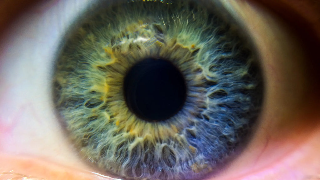 Definition SonyCyber-shot Filter High Close-Up Multi-Element Lens / Lens (Includes (Macro) 10x Adapter) VI DSC-RX100