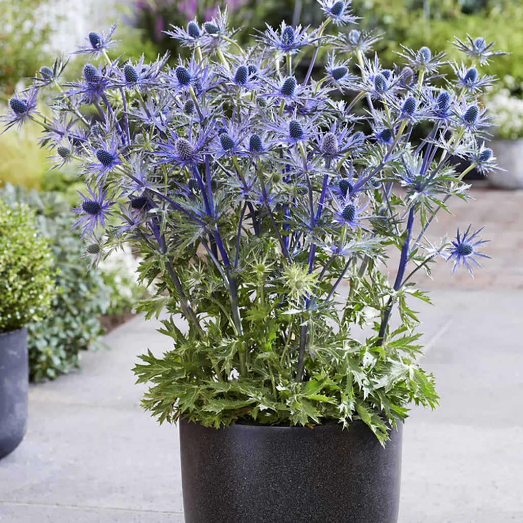 Jos Set lb Blue Holly Sun Pollinator Perennial Plant 3 Van Sea Eijking of Roots Zyverden Full 1
