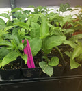 ~Passiflora ~POSSUM PURPLE Passion Plant edulis~ Starter Self Fruit~Live Fertile