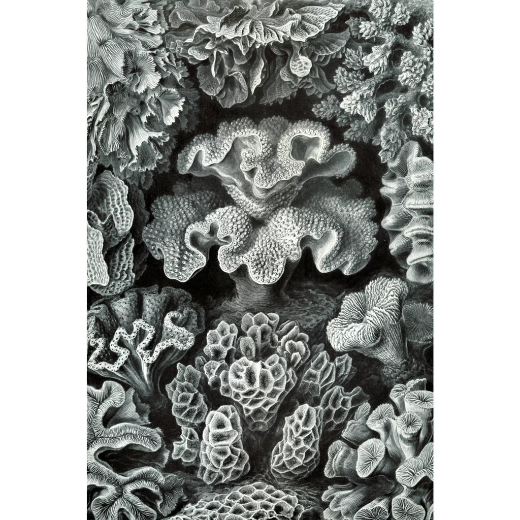 Size 19x27, Challenging and in Made Family, USA) Haeckel, Ernst for Hexacoralla Adults (1000 Puzzle Jigsaw Puzzle, Piece