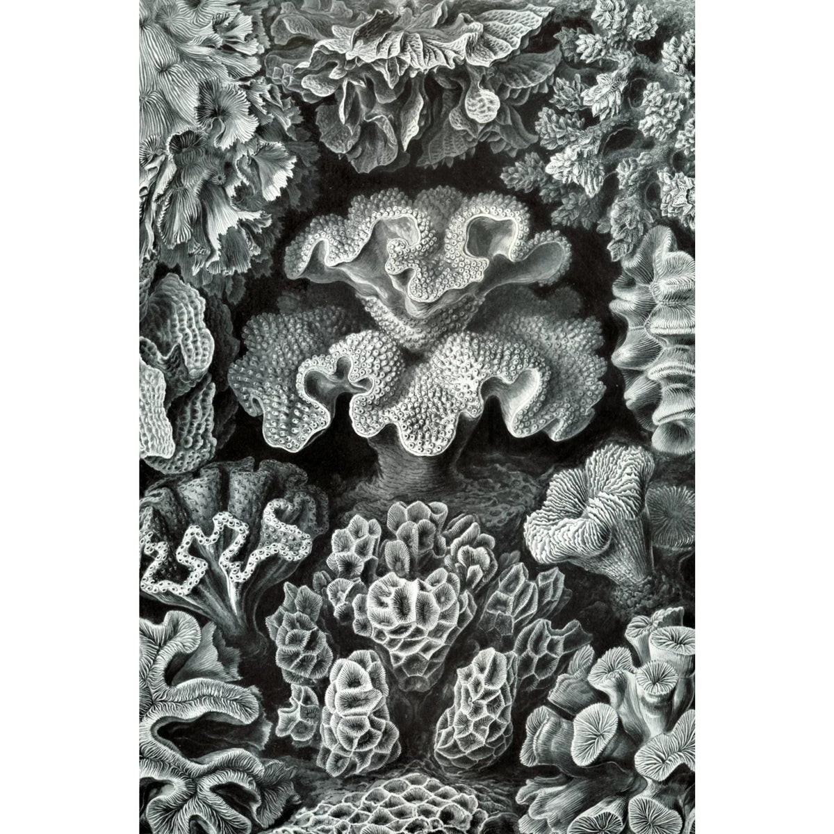 Size 19x27, Challenging and in Made Family, USA) Haeckel, Ernst for Hexacoralla Adults (1000 Puzzle Jigsaw Puzzle, Piece