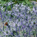 Jos Set lb Blue Holly Sun Pollinator Perennial Plant 3 Van Sea Eijking of Roots Zyverden Full 1