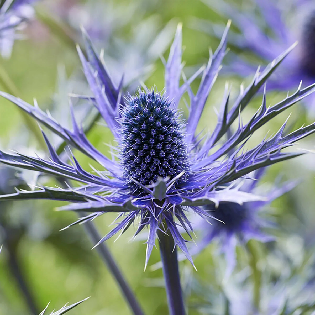 Jos Set lb Blue Holly Sun Pollinator Perennial Plant 3 Van Sea Eijking of Roots Zyverden Full 1