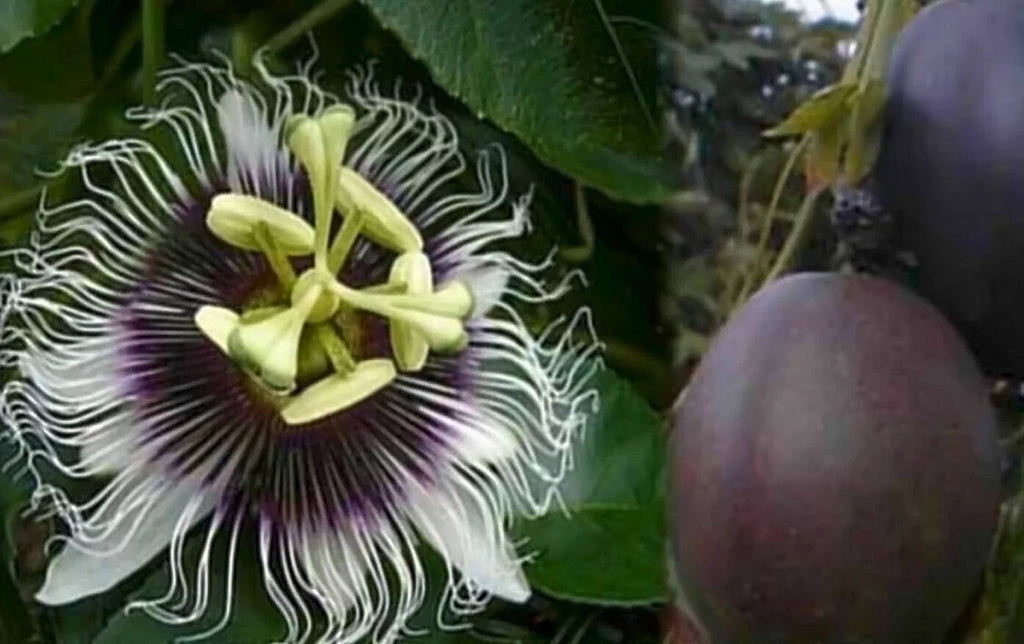 ~Passiflora ~POSSUM PURPLE Passion Plant edulis~ Starter Self Fruit~Live Fertile