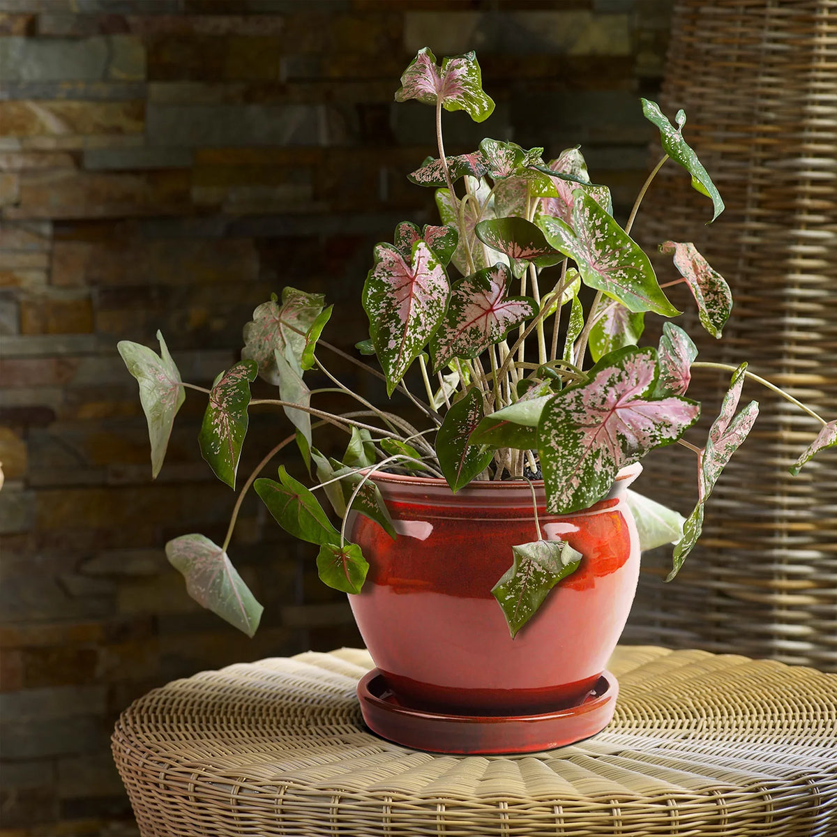 Wisteria Southern Pack) Saucer, Ceramic Patio 8" Planter (4 with Pot Round
